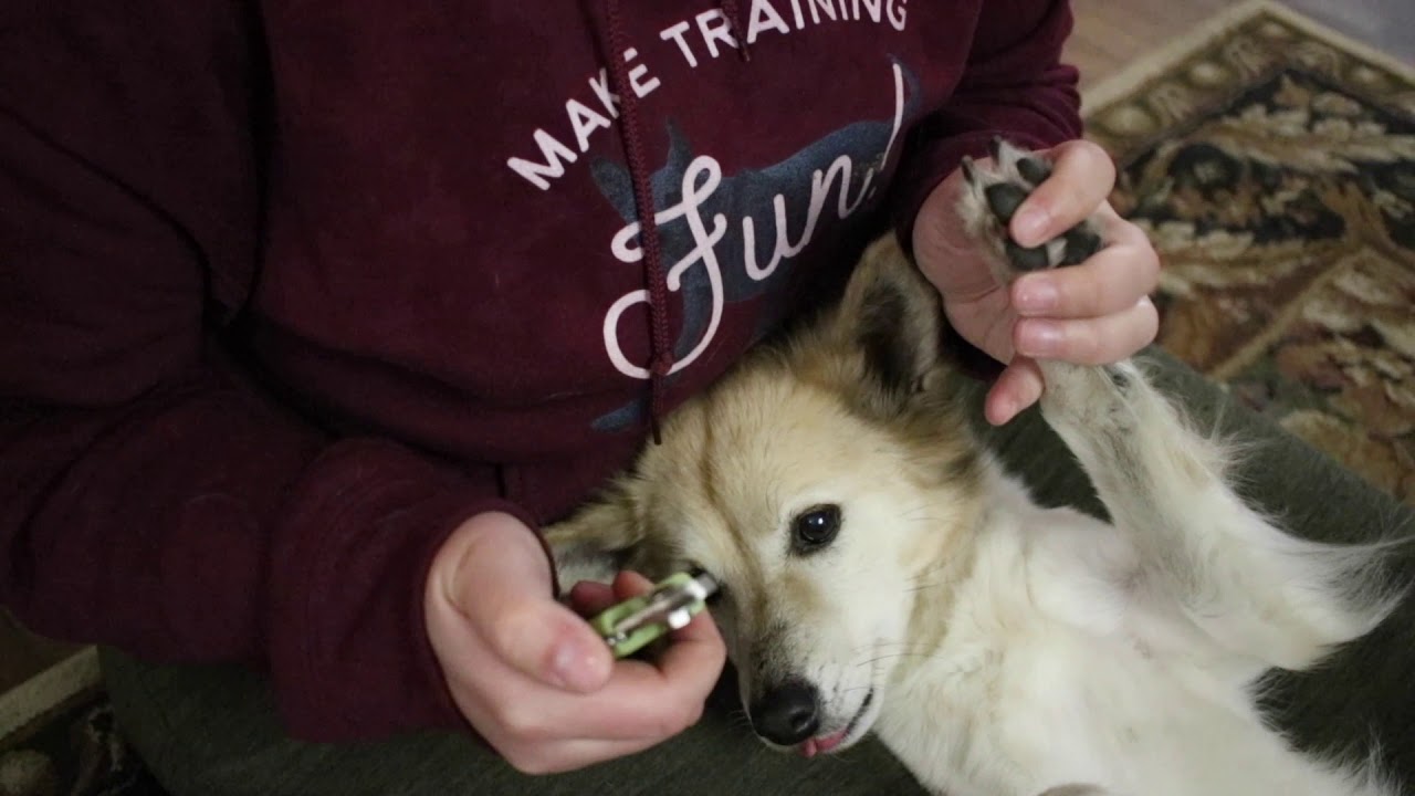 How to trim BLACK or WHITE dog nails without hitting the quick - YouTube