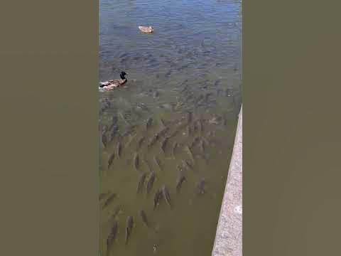 Много рыбы - YouTube