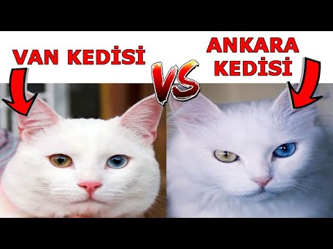 Van Kedisi ve Ankara Kedisi Arasındaki Farklar