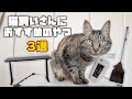 猫飼いさんにおすすめアイテム3選 COFO Desk Premium 猫飼いさんにおすすめアイテム3選 COFO Desk Premium