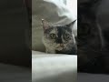 Brain Cell Activated: What Cats Are REALLY Thinking! 😹