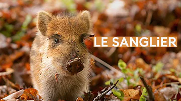 Comment s'appelle le mâle du sanglier ?