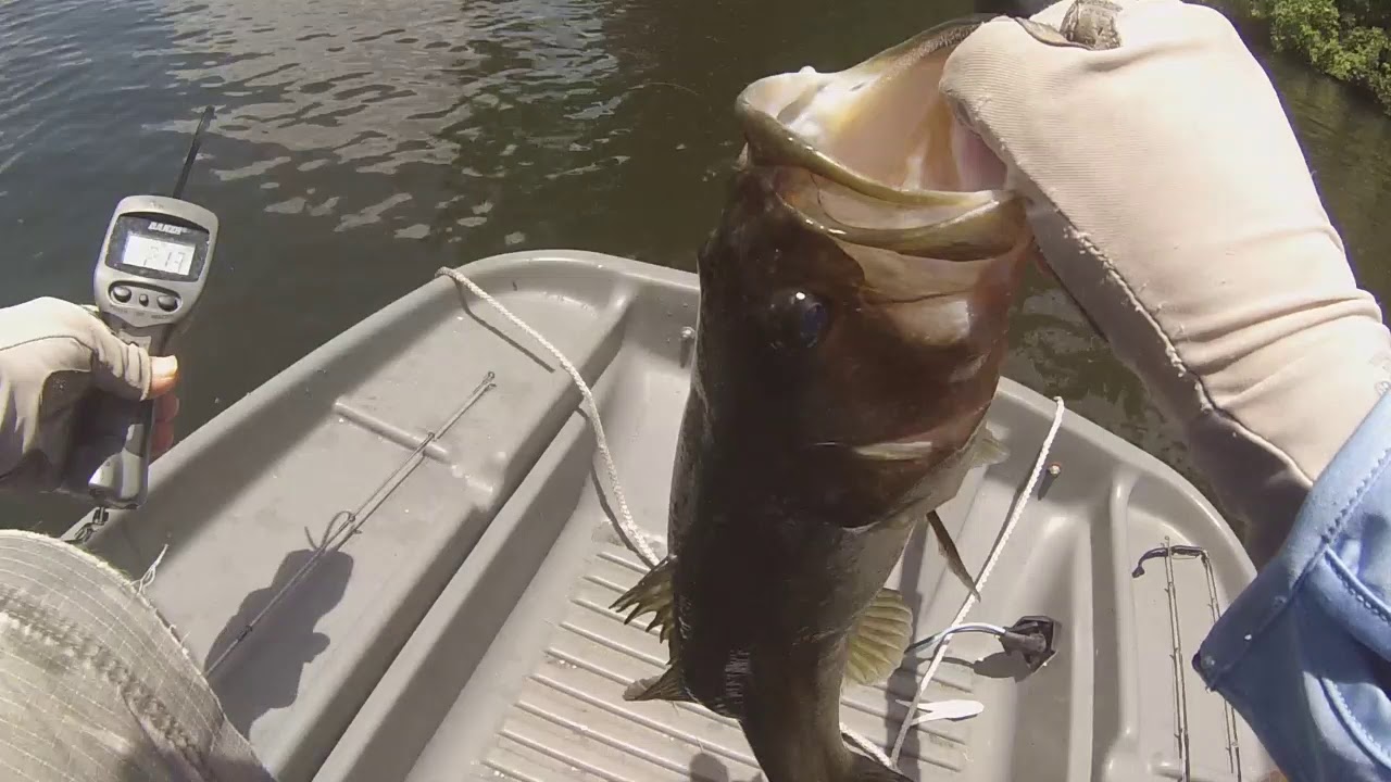 Bass, Frogs, & Pond Prowler fishing YouTube