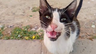 I didn't know why this stray cat was meowing loudly without stopping