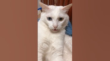 He Tried Catnip For The First Time 😂
