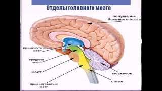 Строение головного мозга человека Строение головного мозга человека