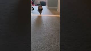 Cutest Rabbit Ever Baby Shark Hip Hop Remake