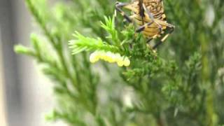 Amazing!Stink bug lays egg
