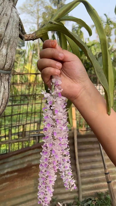 This broke my heart but happy bihu 😫 #bihu #assam