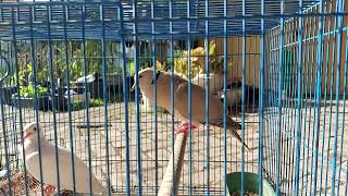 Download Lagu burung brenggolo/ puter manggung gacor Download Lagu burung brenggolo/ puter manggung gacor