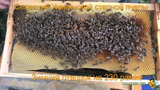 Селекция Украинской степной пчелы  Зимний отводок на 230 рамке