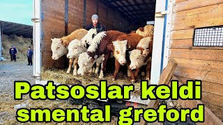 G'ijduvon g'ishtiga Hakim akani fermasiga yangi partiya smental va greford buqalar 15 января 2025 г.