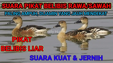 Suara pikat BELIBIS paling ampuh full durasi panjang MP3 ll Pikat belibis liar cocok buat nyanggong