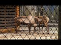 В Ленинградском зоопарке олени начали сбрасывать рога