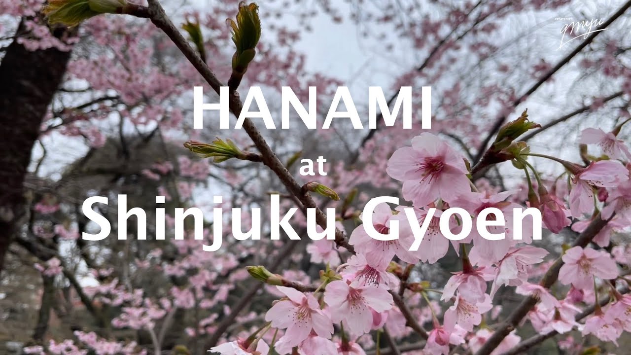 Hanami in Tokyo at Shinjuku Gyoen🌸 - YouTube