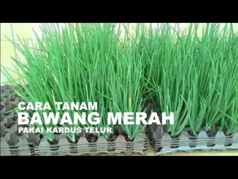 CARA MENANAM BAWANG MERAH DENGAN KARDUS TELUR