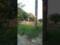 বিকেলের গ্রামের পাকা ধান উড়ারানো #shorts #village