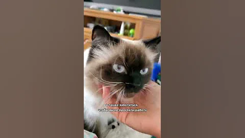 Кого лучше выбрать кота или собаку?