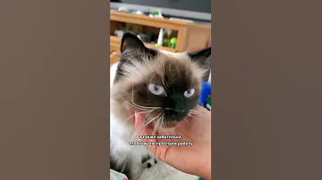 Кого лучше выбрать кота или собаку?