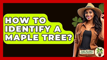 How To Identify A Maple Tree? - The Plant Enthusiast