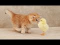 Fluffy orange meets with the yolk 🐥