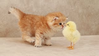 Fluffy orange meets with the yolk