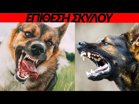 Βίντεο: Σημάδια του πυρετού της μύτης στα σκυλιά
