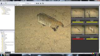 Wildlife Camera Database (part 2 - data entry)