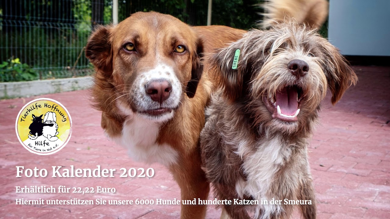 Tierhilfe Max Und Moritz Ev Fotowettbewerb Hundkatzepferd