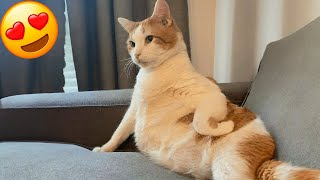 New Funny Animals 2024  Funniest Cats and Dogs Videos Part 162
