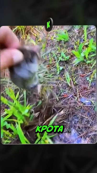 🤯Приручил крота - YouTube