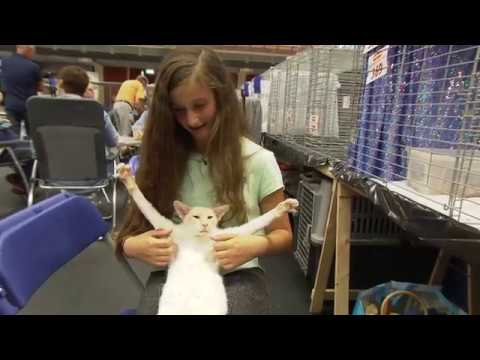 Video: Welke Documenten Zijn Nodig Om Deel Te Nemen Aan Een Kattenshow?