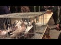 Ярмарка голубей в Ступино памяти Мысютина Ю. И. 25. 09.2021 г 1 часть