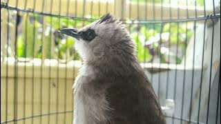 UMUR BERAPA BURUNG TRUCUKAN BISA ROPEL DAN GARUDA?