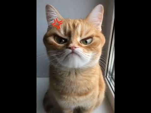 Кот недоволен - YouTube