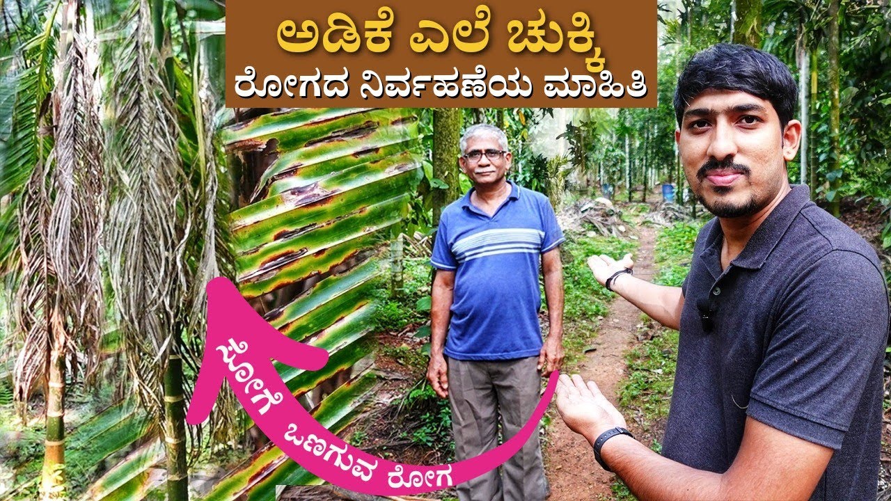 ಎಲೆಚುಕ್ಕಿ ರೋಗದ ನಿರ್ವಹಣೆಯ ಬಗ್ಗೆ ಸಂಪೂರ್ಣ ಮಾಹಿತಿ |Arecanut dieback disease | Spry&Fertilizer -Full info