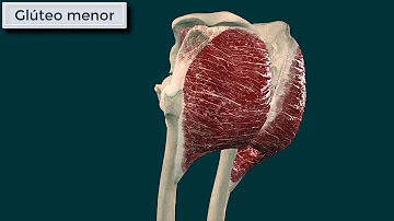 ¿Dónde se origina y se inserta el gluteo menor?