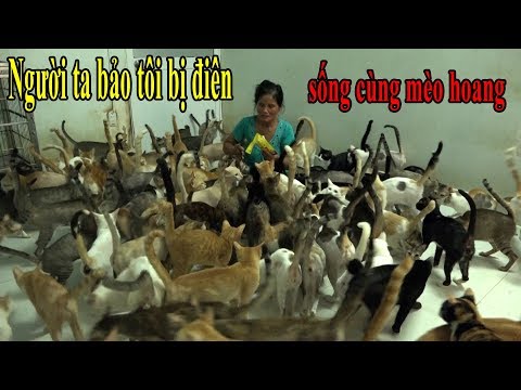 Video: Có Bao Nhiêu Con Mèo Sống