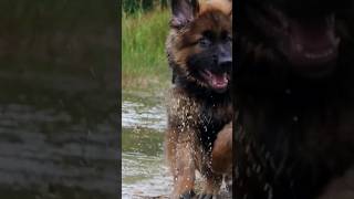 Meet Rocky   The OLD German Shepherd Dog Puppy
