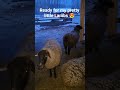 All ready for my first lambing season! Any day now 😁 #Sheep#lambing#farmlife#fyp#suffolksheep#lambs