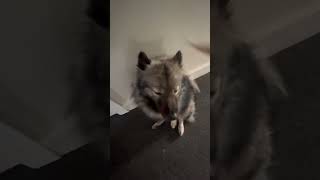 Doggos