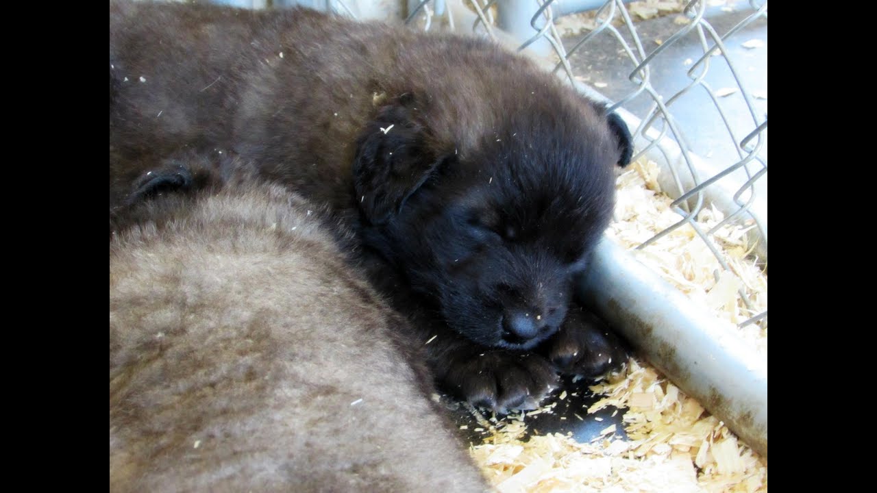 puppy paradise Leonberger Puppy Vlog: 5 Week Meeting!