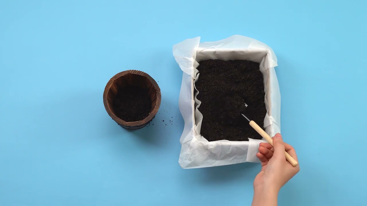 Ánh sáng và sự sống