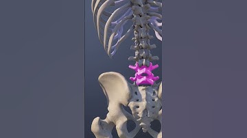Functions of the L4 L5 Spinal Motion Segment