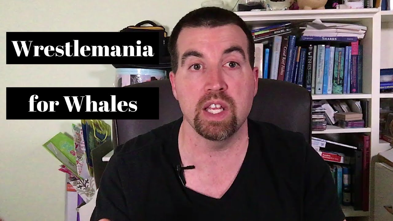 Wrestlemania For Whales