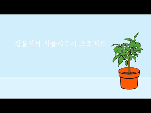 봉선화꽃 키우기 강낭콩 키우기 - 식물키우기 프로젝트