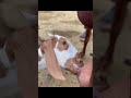 Goat Milking Big Goat Milk Drink Very Satisfying Drinkmilk Goat Dairyproduct 