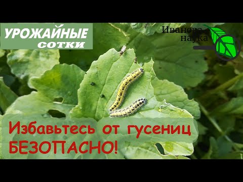 Видео: Как избавиться от скунса: 8 шагов (с иллюстрациями)