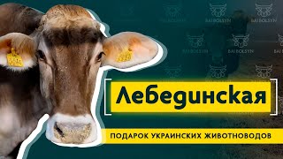 Лебединская порода КРС - выносливый и продуктивный скот из Украины, содержание и опыт