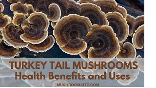 Turkey Tail Mushrooms -- Their Uses and Health Benefits